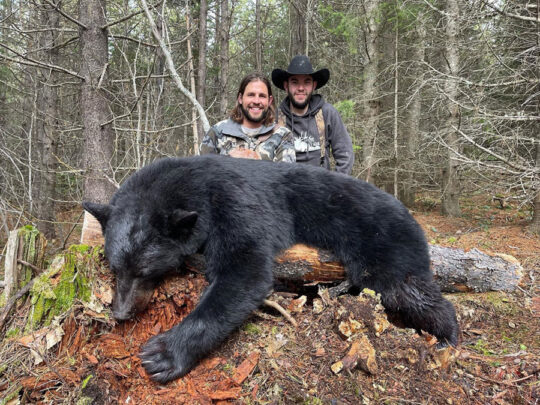 Black Bear Hunt BC