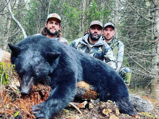 Black Bear Hunt BC