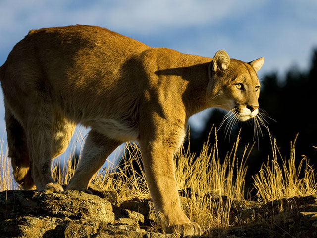 Mountain Goat Hunts